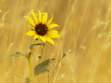 Prairie Sunflower at Palouse Falls State Park  Washington  USA