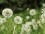 Dandelions  California  USA