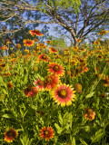 Firewheels Growing in Mesquite Trees  Texas  USA 