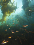 Juvenile Copper Rockfish Hiding Among  Giant Kelp  Browning Passage  British Columbia  Canada