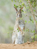 Desert Cottontail Rabbit  Rio Grande Valley  Texas  USA