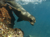 Galapagos Sealion  Gardner Bay  Española Island  Galapagos Islands  Ecuador