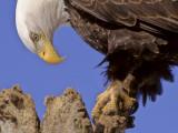 Bald Eagle Perched on Tree Branch  Alaska  USA