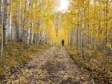 Gunnison National Forest  Colorado  USA