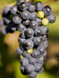 Marechal Foch Grapes at the Vineyard at Jewell Towne Vineyards  South Hampton  New Hampshire  USA