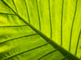 Tropical Foliage in Alexandria and the Amphitheater  Egypt