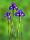 Iris Flowers