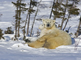 Polar Bear Cub Playing With a Watchful Mother  Wapusk National Park  Manitoba  Canada