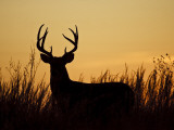 White-Tailed Deer in Grassland  Texas  USA