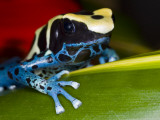 Poison Dart Frog on Red Leaf  Republic of Surinam