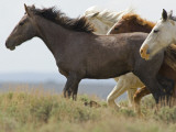 Wild Horses Running  Carbon County  Wyoming  USA