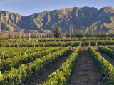 Cabernet Sauvignon Vines in Huailai Rongchen Vineyard  Hebei Province  China