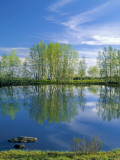 Pond Reflects Aspen & Cirrus Clouds at Sunrise on Steens Mountain  Oregon  USA