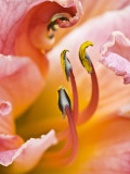 Close Up of Daylily  Savannah  Georgia  USA