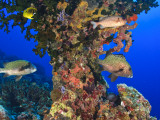 Harlequin Sweetlips  Butterflyfish and Glasseye  Palau  Micronesia