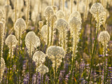 Beargrass and Lupine Backlit on the Slopes at Whitefish Mountain Resort  Whitefish  Montana  USA