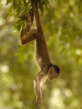 White-Fronted Capuchin Monkey Hanging From a Tree  Puerto Misahualli  Amazon Rain Forest  Ecuador