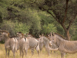 Herd of Grevy's Zebras  Shaba National Reserve  Kenya