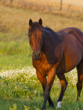 Horse in Pasture Near Pullman  Washington  USA