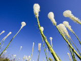Beargrass on the Slopes at Whitefish Mountain Resort  Whitefish  Montana  USA