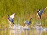 Mallard Ducks Takeoff From Whitefish Lake  Montana  USA
