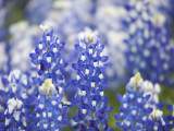 Close Up of Group of Texas Bluebonnets  Texas  USA