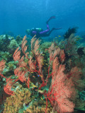 Scuba Diver and Sea Fans  Raja Ampat  Papua
