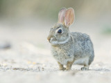 Desert Cottontail Rabbit  Rio Grande Valley  Texas  USA