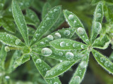 Dew Drops on Leaves