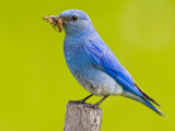 Mountain Bluebird With Caterpillars Near Kamloops  British Columbia  Canada