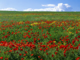 Naturalized Corn Poppies  Cache Valley  Utah  USA