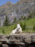 Mountain Goat on Rock  Logan Pass  Glacier National Park  Montana  USA