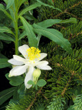 Colorado Columbine & Engelmann Spruce Needles  Wasatch-Cache National Forest  Utah  USA
