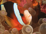 Anemonefish  Tukang Besi/Wakatobi Archipelago Marine Preserve  South Sulawesi  Indonesia
