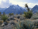 Yuccas Below Snow Covered Cliffs & Clearing Winter Storm  Red Rock Canyon  Nevada  USA