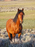 Feral Horse in the High Sagebrush Country East of Cody  Wyoming  USA