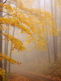 Fog and Autumn Foliage  Great Smoky Mountains National Park  North Carolina  USA