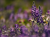 Backlit Lupine Flowers  Glacier National Park  Montana  USA