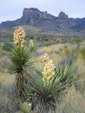 Spanish Dagger in Blossom Below Crown Mountain  Chihuahuan Desert  Big Bend National Park  Texas