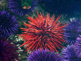Tide Pool With Sea Urchins  Olympic Peninsula  Washington  USA