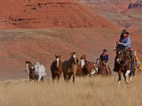 Cowboys Herding Horses in the Big Horn Mountains  Shell  Wyoming  USA