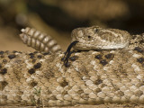 Diamondback Rattlesnake Coiled  Weaver Ranch  Texas  USA