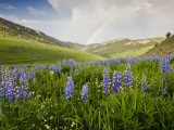 Lupines in Bloom and Rainbow After Rain  Bighorn Mountains  Wyoming  USA