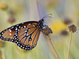 Queen Butterfly Resting on Dried Flower  Texas  USA
