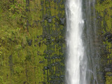 Akaka Falls  Hamakua Coast  Hawaii  USA