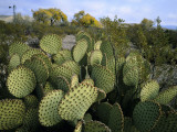 Prickly Pear Cactus Near Willows & Windmill at Dugout Well  Big Bend National Park  Texas  USA