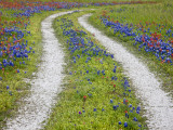 Tracks Leading Through a Wildflower Field  Texas  USA