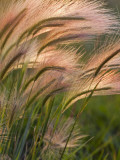 Foxtail Barley Backilt Near East Glacier  Montana  USA