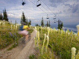 Mountain Biker Through the Beargrass on the Summit Trail  Whitefish Mountain Resort  Montana  USA