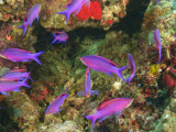 Fairy Basslets in Milne Bay  Papua New Guinea